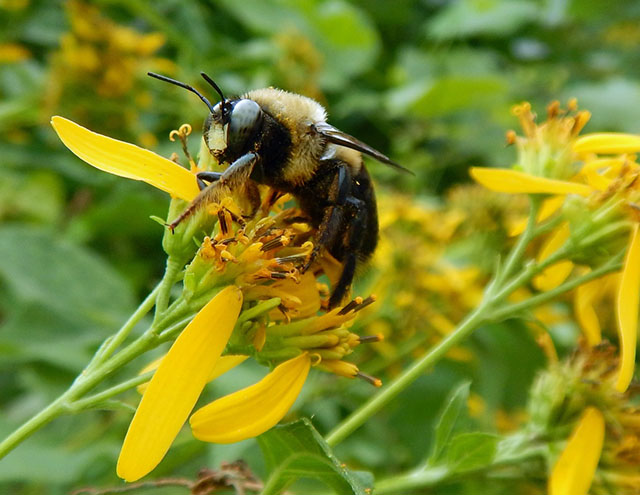 The Benefits of Bees