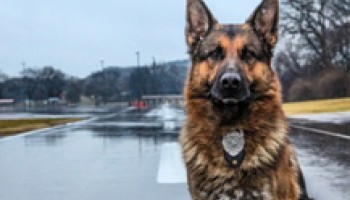 Canine (K-9) Officer