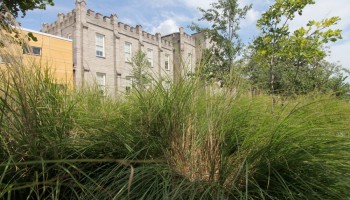 Left corner of Lindsley Hall building seen from behind green bushes and trees