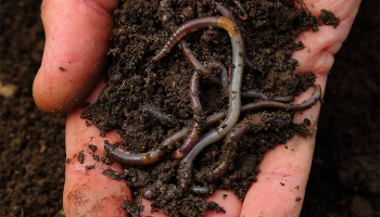 Hand holding dirt and worms 