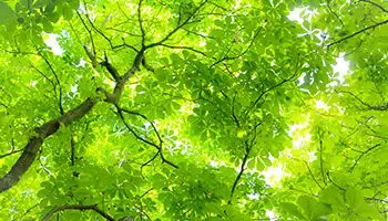 Tree Canopy Dashboard