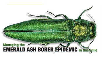 Emerald Ash Borer