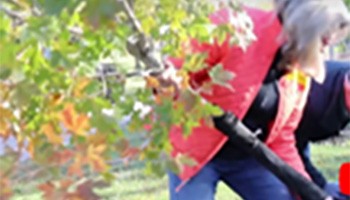 Tree Planting and Care