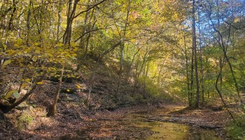 Henry creek blue sky fall leaves.jpg