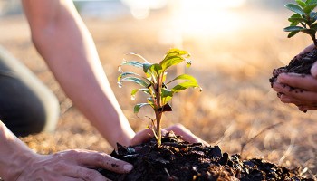two people planting small trees