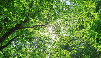 Tree Planting and Activities