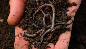 Composting at Home with Worms