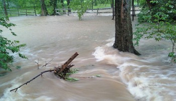 wooded area being flooded