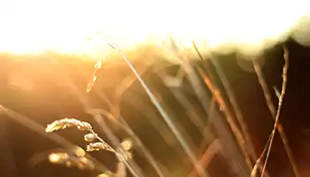 Photo of Sun shining over dry grass