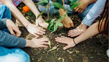 Group of hands planting a seedling together in soil outdoors.