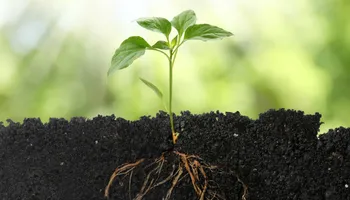 Young seedling with green leaves growing from dark soil, showing visible root system against blurred green background.