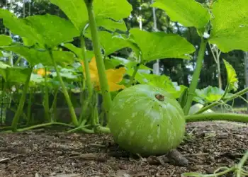 gourds growing in the organic garden at Warner