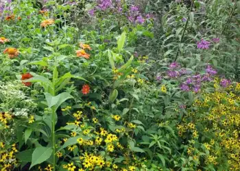 Ironweed and other wildflowers growing in the garden