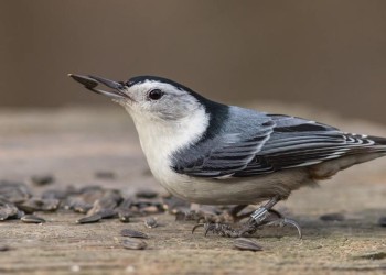 Nuthatch by Charlie Curry