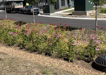 drainage ditch with flowers planted