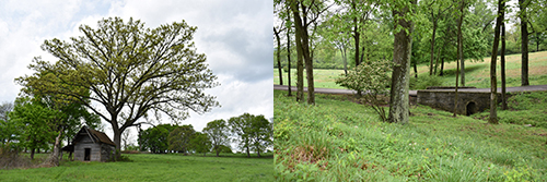 Ravenwood Park area