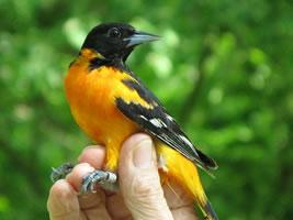 Baltimore Oriole bird
