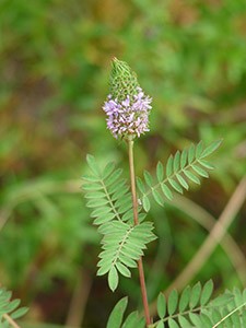 plant in Hamilton Creek Park