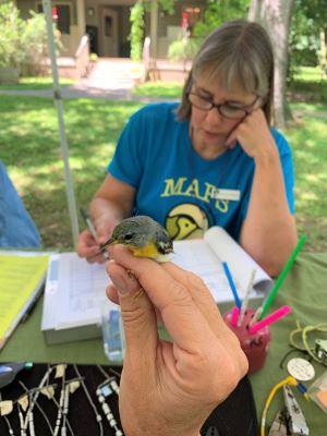 Northern Parula bird and worker