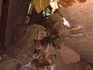 Urban Search and Rescue dog