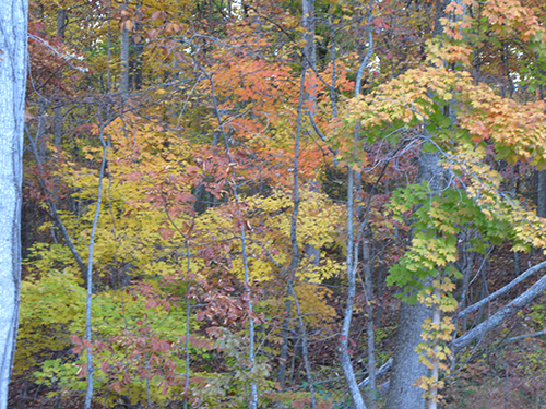 Beaman Park trees showing fall leaf colors