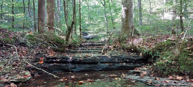 Pristine Creek in Beaman Park