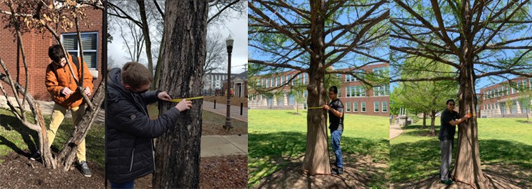 School for Science and Math at Vanderbilt students measuring trees’ diameters