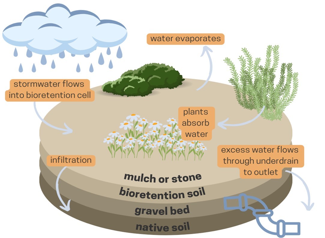 Graphic showing how bioretention works. Stormwater runoff from rain flows into the bioretention. Water evaporates, water soaks into the special soil mix, and plants in the bioretention use the water. Possible underdrains in the soil allow the water to flow to the stormwater system or a stream.