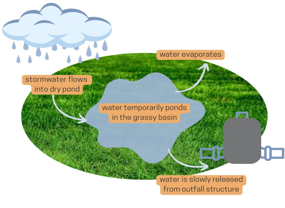 Graphic showing how a dry pond works. Stormwater runoff from rain flows into a dry pond planted with grass. Water temporarily ponds up in a the grassy basin for less than 72 hours. Water evaporates. Water is slowly released through an outfall structure. Water goes to a stream.