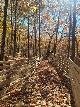 Boardwalk in the fall