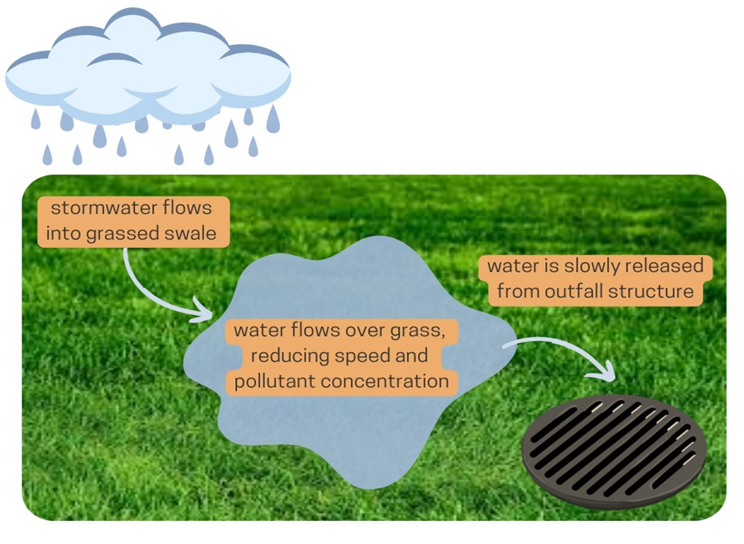 Graphic showing how a grassed swale works. Stormwater runoff from rain flows into a grassed swale. Water flows over grass, slowing down the flow and, and allows the pollutants to filter out. Water is slowly released through an outfall structure to a stream.