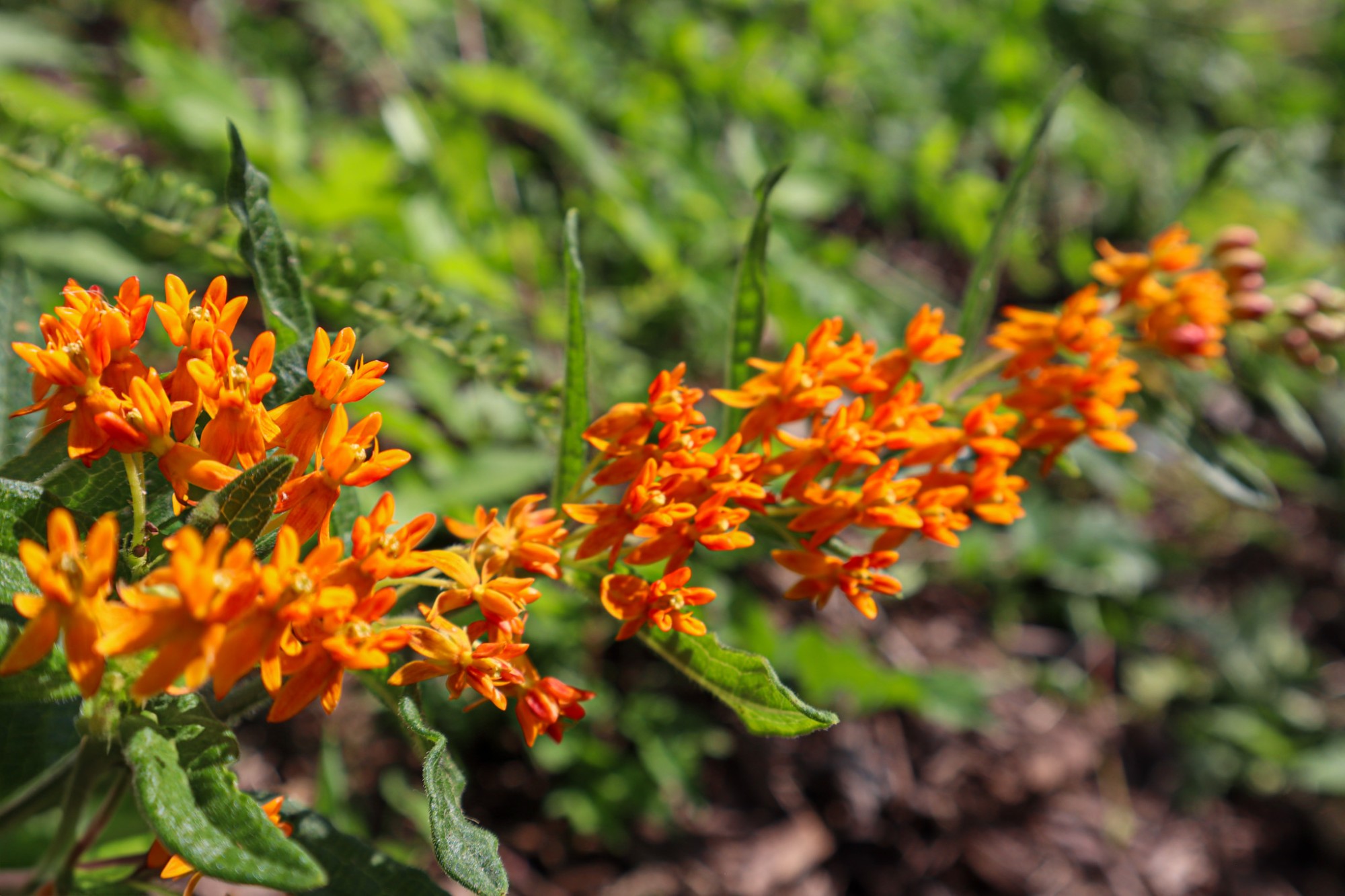 Native milkweed growing in the bioretention cell is a valuable resource for endangered monarch butterflies, which stop in Nashville during their annual migratory flight.