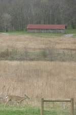 Photo of Bells Bend Park with barn in background and a single deer in the foreground