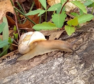 Photo of large native snail