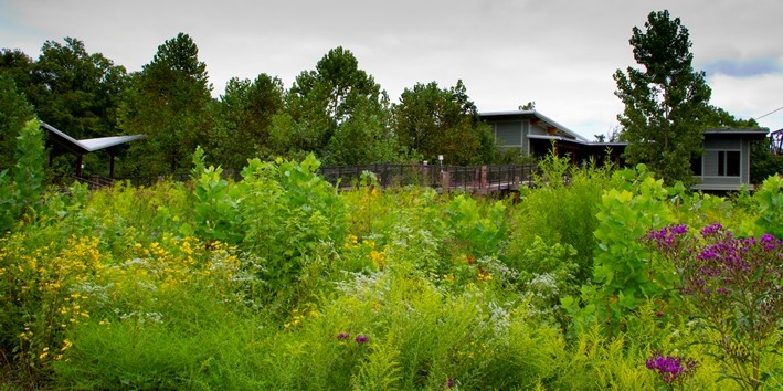 Shelby Bottoms Greenery and Scenery
