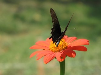 Shelby Bottoms Butterfly