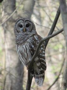 Barred Owl