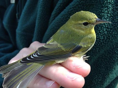 Tennessee Warbler - Large