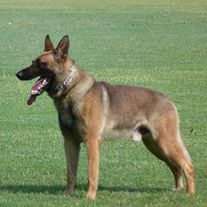 Belgian Malinois