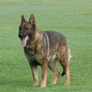 German Shepherd
