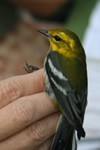 Black-throated Green Warbler