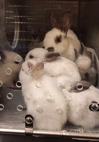 Group of Bunnies in a Kennel