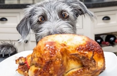 Home Fur Thanksgiving - Dog