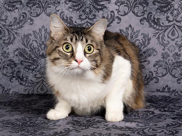 Bella A185459