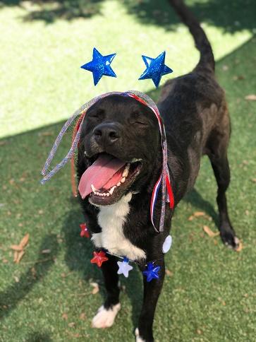 July 4th Dog 1