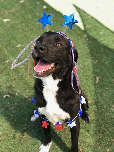 July 4th Dog 2