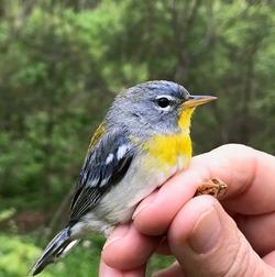 Northern Parula bird with scientist