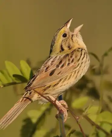 bird on branch