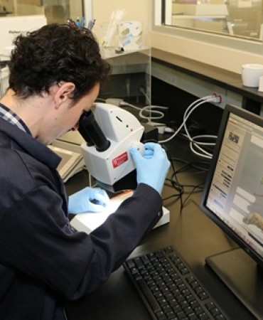 Scientist performing microscopic examination of Marijuana