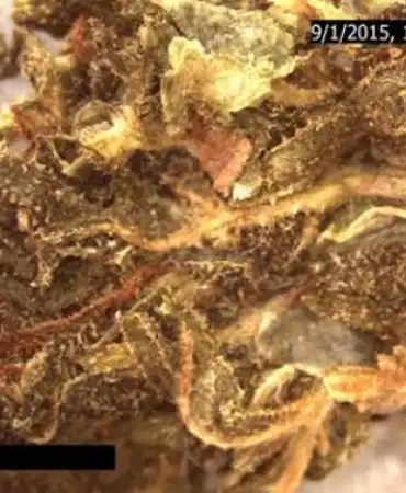 Microscopic examination of Marijuana
